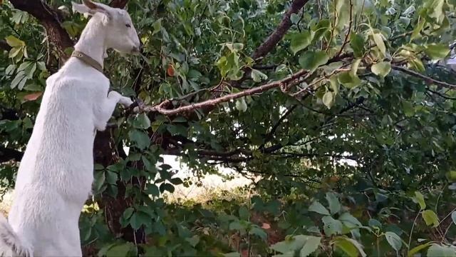 Козы очень любят листья абрикоса! смотреть онлайн