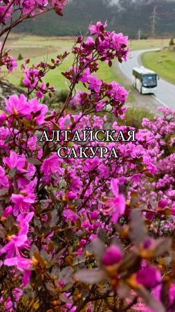 Розовая весна. Май. Алтай 💖 
#экскурсии #алтай #отпуск #туризм #турыпороссии #тур #отдых #цветение