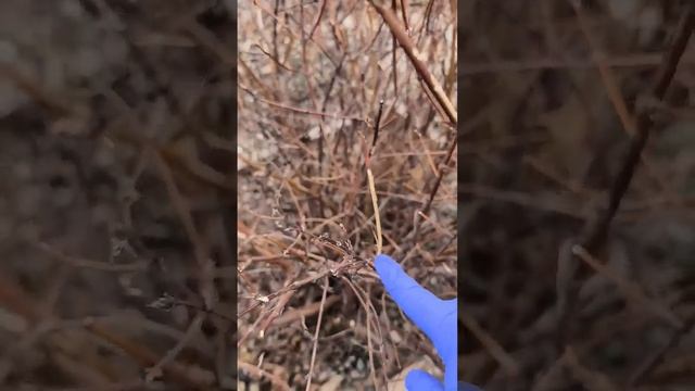 весенняя обрезка жимолости смотреть онлайн