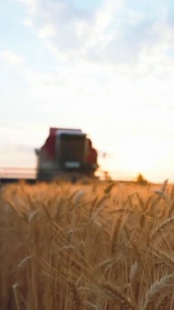 🤔 Безглютеновые продукты помогают худеть? МИФ и ПРАВДА ❄ Siberian Wellness / Сибирское Здоровье #sw