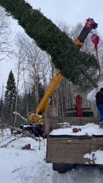 Пересадка саженца - крупномера (пихта) смотреть онлайн