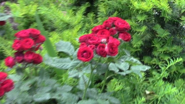 Роза спрей Таманго.. смотреть онлайн