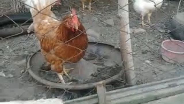 собака против курицы))))
