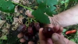 Виноград Амазонка 🍇🍇🍇Калугина В.М. Видео от автора.