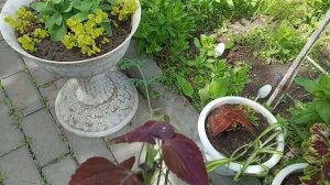 Потеплело выношу цветочки. С понедельника снова минус идёт