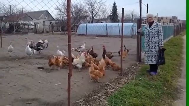 Куры-россияне!😄 Приколы с животными#shorts смотреть онлайн