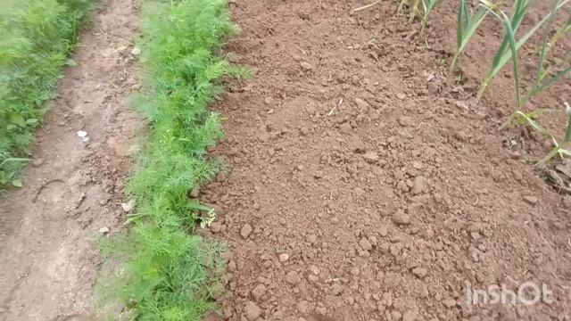 Лук и чеснок заболел, груша цветет второй раз, 09.06.24. смотреть онлайн