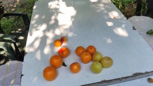 Сорт абрикоса "НЖА 19"