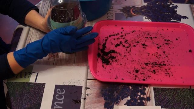 Посадка БАКЛАЖАН в САМОКРУТКУ подсыпаем землю. ЧАСТЬ 2 смотреть онлайн