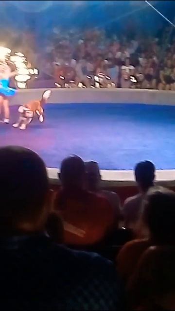 Цирк Шапито!!! смотреть онлайн