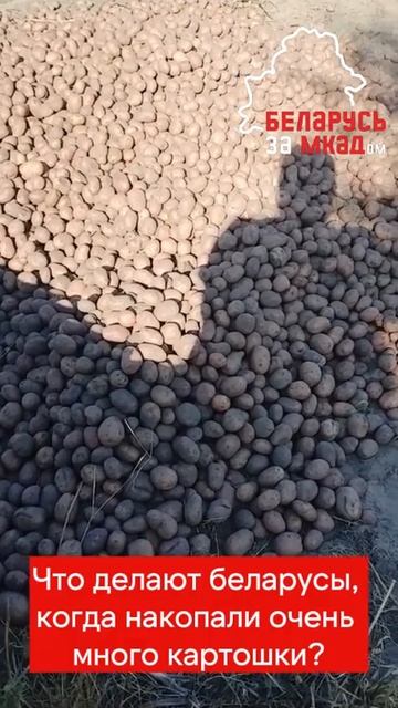 😂#belarus #беларусь #сельскоехозяйство #урожай #картофел? смотреть онлайн