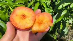 Нектарин Екстрім Б'юті. Nectarine Extreme Beauty. Найсолодший ран?