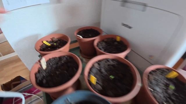 ТОМАТЫ-ЭКЗОТЫ ДЛЯ СЕМЬИ!👦🏻👩🦳👧🍅ВЫБИРАЮ СЛАДКИ? смотреть онлайн