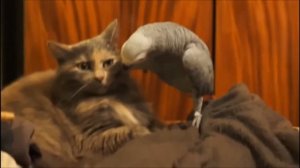 Нахальный попугай и кот, (попугай разговаривает с котом)