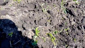 МТЗ 1523.3 с БДТ. обработка паров на первый след. Откуда б?