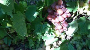 ГФ Фламия виноград с очень хорошим мускатом селекции ?