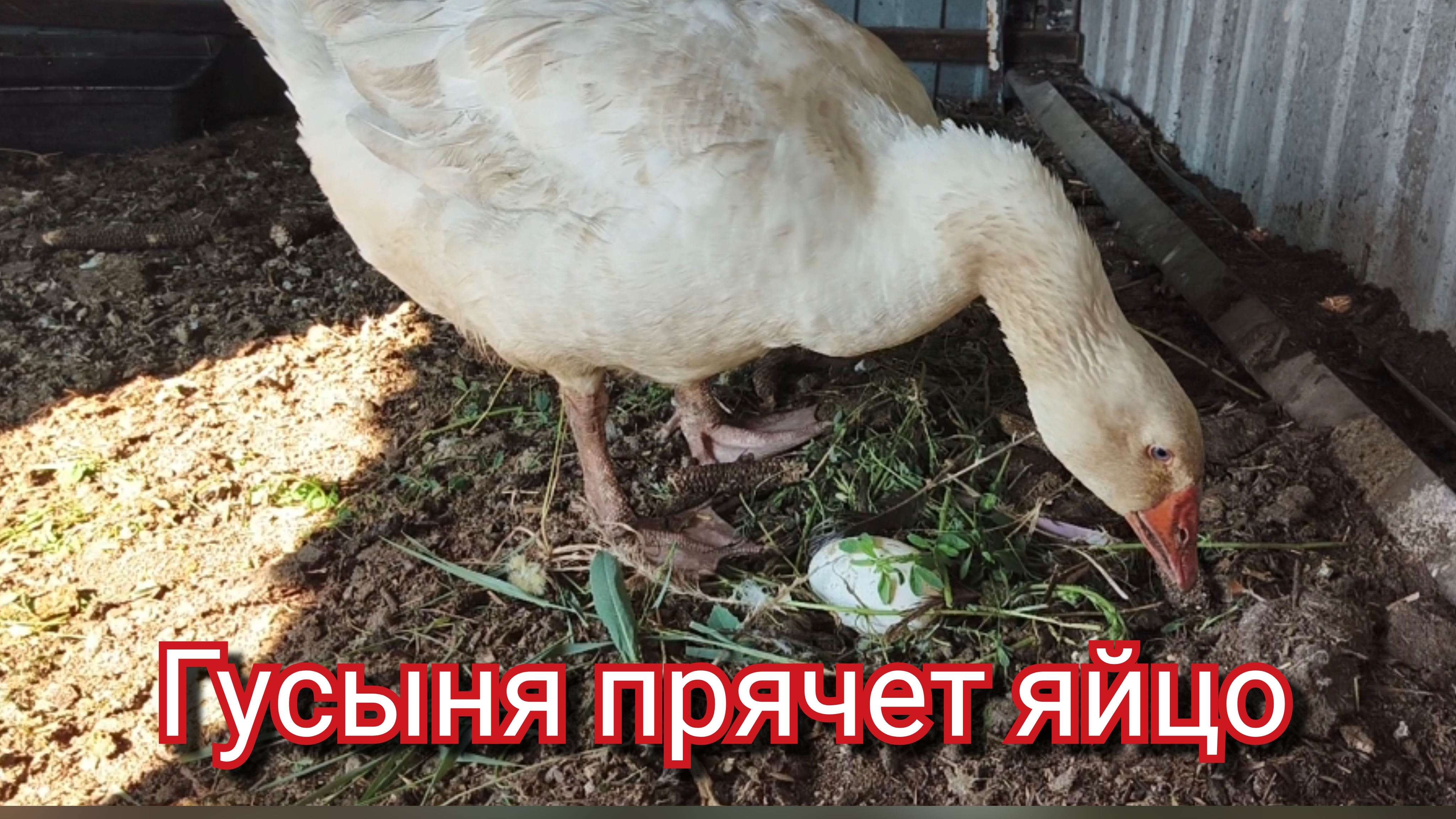 Гусыня прячет яйцо