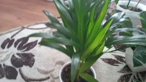 Комнатные цветы, купленные из Пятерочки.