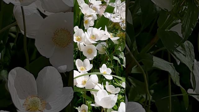 21-05-2025 утренняя весенняя прогулка