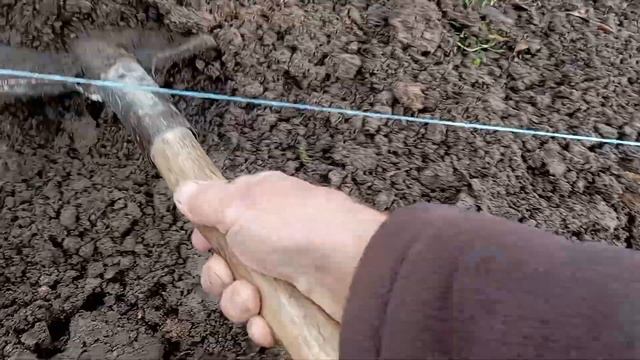 Виноград на Волині. Саджаю виноград чубуками. смотреть онлайн