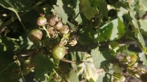 Мучнистая роса на смородине. Борюсь радикально