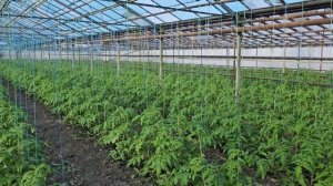 В январе 100% завязи томатов, сорт Шихирбаз и Мамстон