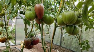 Томат Чёрное сердце Америки. Хорош во всём!