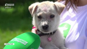 Брянские зооволонтёры дарят надежду брошенным собакам и кошкам