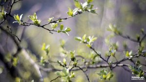 Мария Романова "Симфония поющих деревьев.Времена года" 1ч. "Нарождающаяся весна"