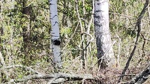 Увидели первую чагу