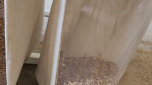 очистка пшеницы от эгилопса на сепараторе САД #аэроме?