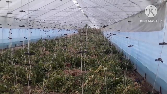 Итоги Сезона Выращивание томата 2024 #farming #землядел #subscr