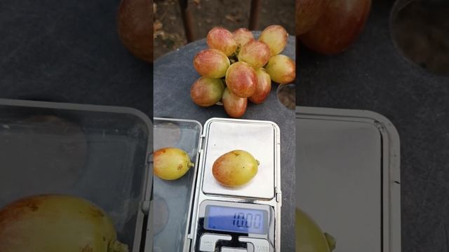 гф Купец, автор Калугин В.М. тел.89188938467 смотреть онлайн