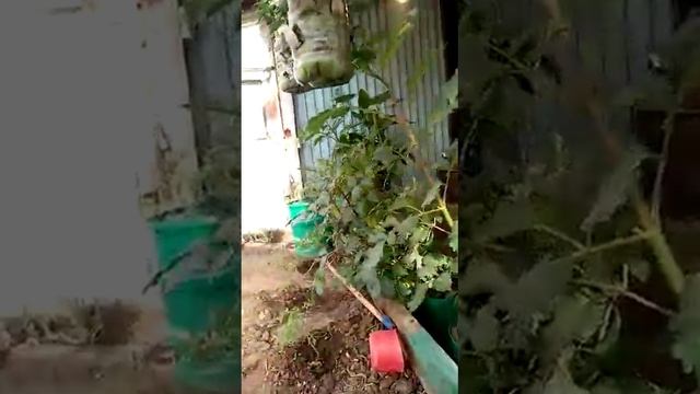 Необычная теплица в горах.