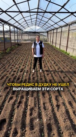 СОРТА РЕДИСА, чтобы он не ушел в дудку!