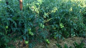 Полейте и подкормите помидоры этим для улучшения завя