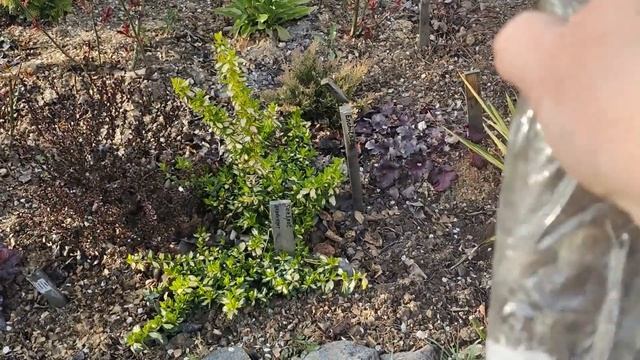 Розпаковка від магазину  МИР РОЗ Весна 2024