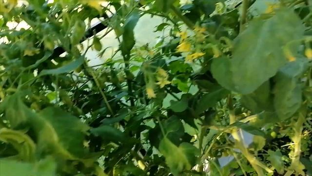 Томаты в Сибири 25 07 23г смотреть онлайн