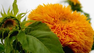 Очарование летнего сада с помощью декоративных подсолнухов