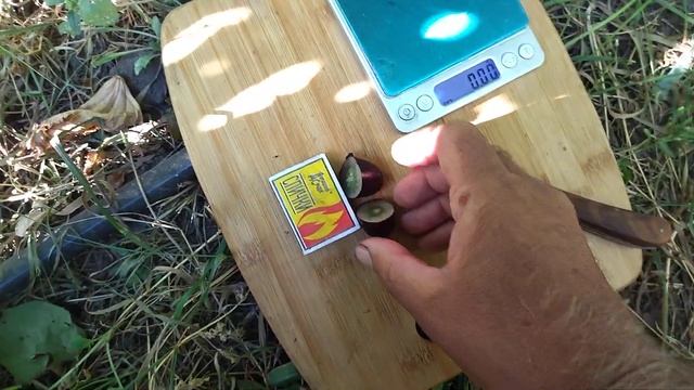 Гф Тайсон с очень плотной мякотью селекции Калугина В. смотреть онлайн