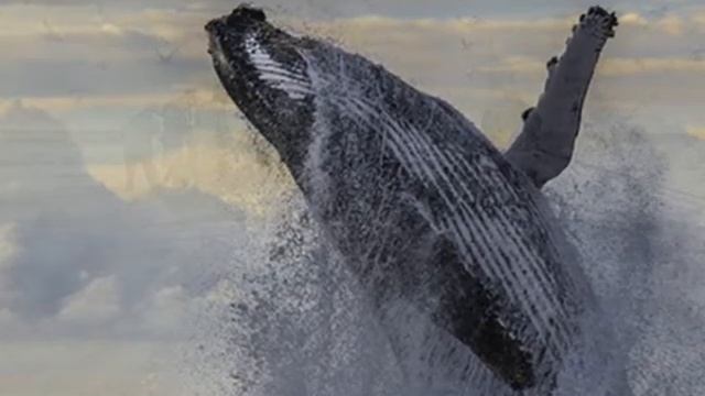 Repentance София Губайдулина смотреть онлайн