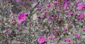 Горный Алтай. Цветение Маральника. Купчегень, Яломан, Акташ, Катуярык, Курай. май 2025.