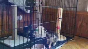 Фристайло! Котомакафо!
#авангардисты зажигают :)