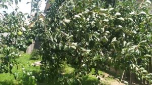 груша " Духмяная" летнего срока созревания.