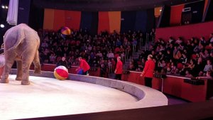 слон в цирке. мячиком в зрителей