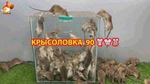 Крысоловка вариант (90) 🐀 Как сделать крысоловку своими руками и поймать кучу крыс 🐀🐁🐀