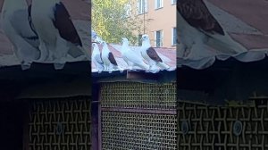 голуби Ломова
