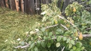 Груша Перун. Сад Тоторова.