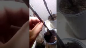 Итоги зимней прививки винограда. Ромбик в Изабеллу.