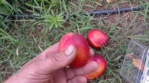 Нектарин Старк Ред Ґолд.....